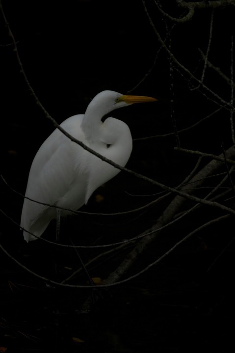 Egret, Great a