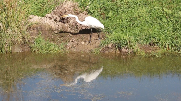 Egret, Great (Washington) 2