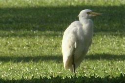 Egret, Intermediate 1