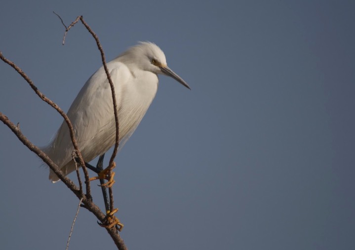 Egret, Snowy c