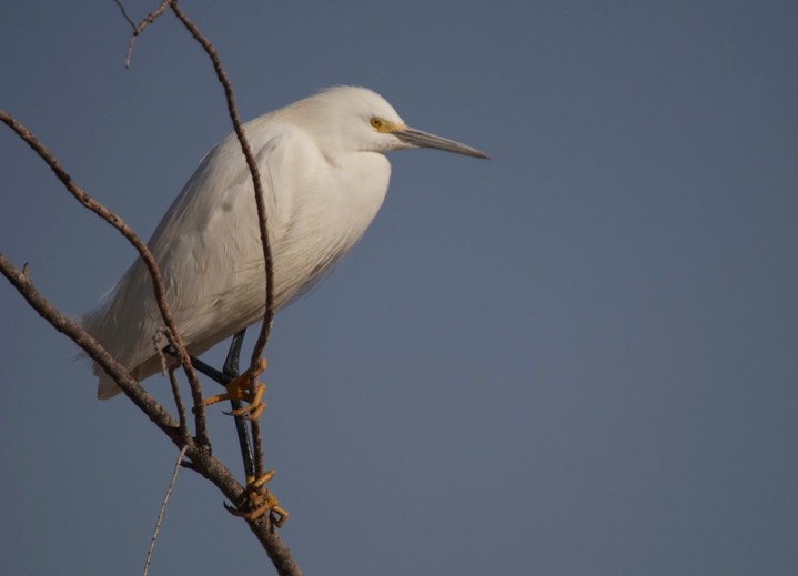 Egret, Snowy f