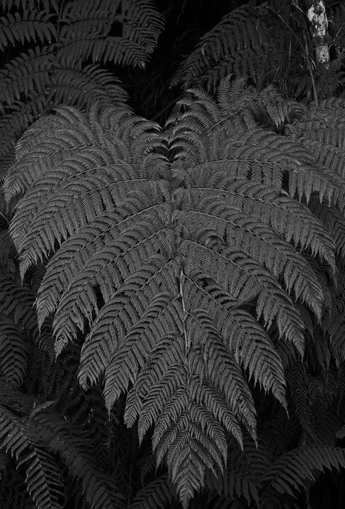 El Dorado Fern 2