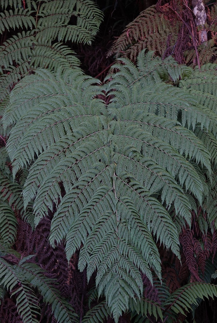 El Dorado Fern5