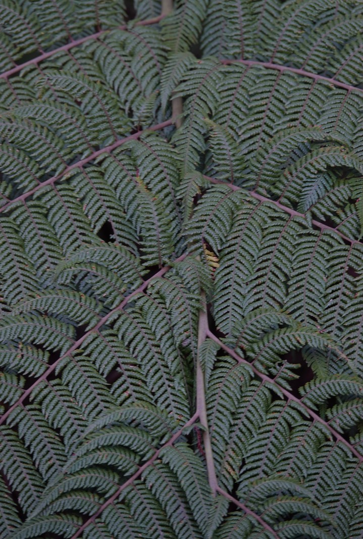 El Dorado Fern6