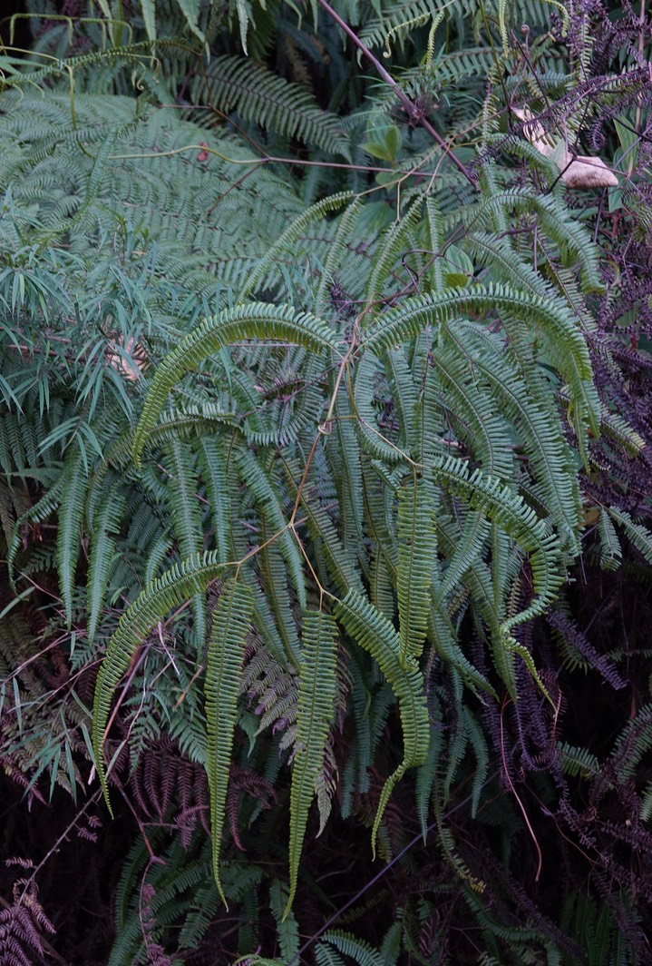 El Dorado Fern8