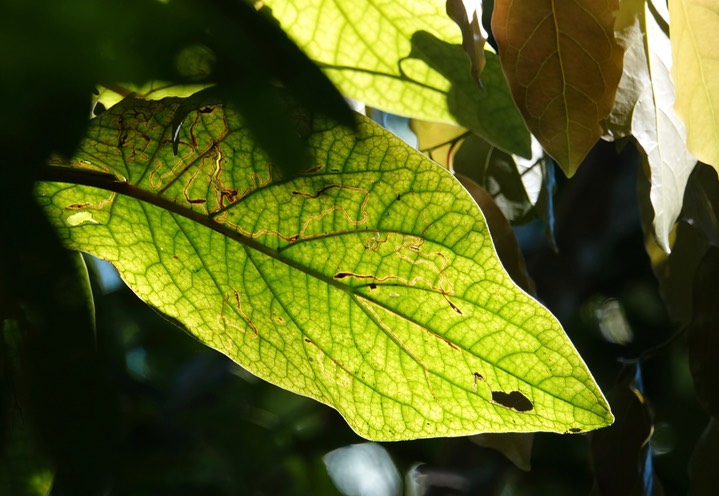 El Dorado Reserve Flora1