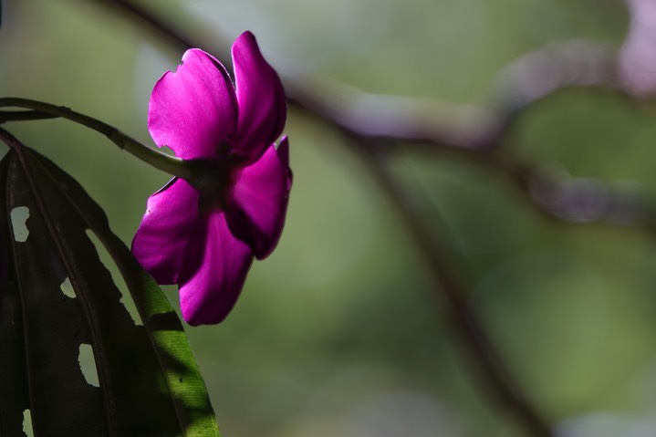 El Dorado Reserve, Santa Marta Mountains, Colombia2122