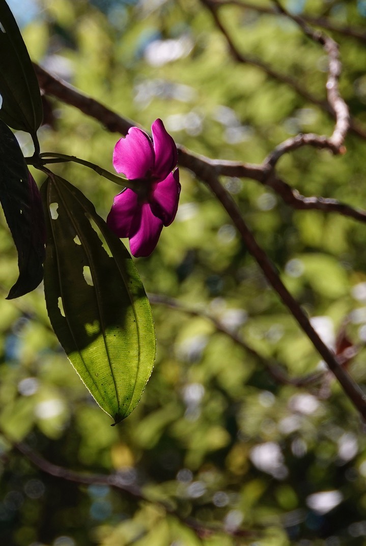 El Dorado Reserve, Santa Marta Mountains, Colombia2123