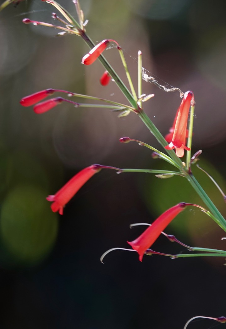 El Dorado Reserve, Santa Marta Mountains, Colombia2130