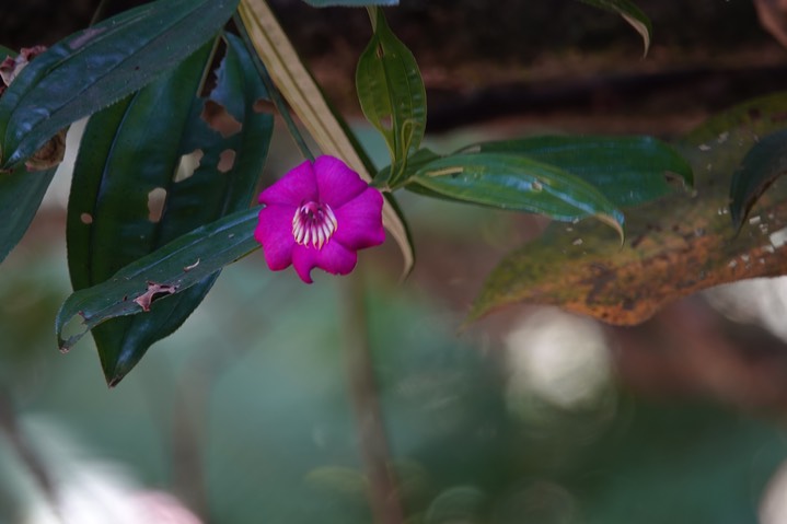 El Dorado Reserve, Santa Marta Mountains, Colombia2124