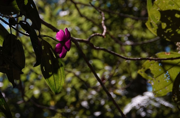 El Dorado Reserve, Santa Marta Mountains, Colombia2125