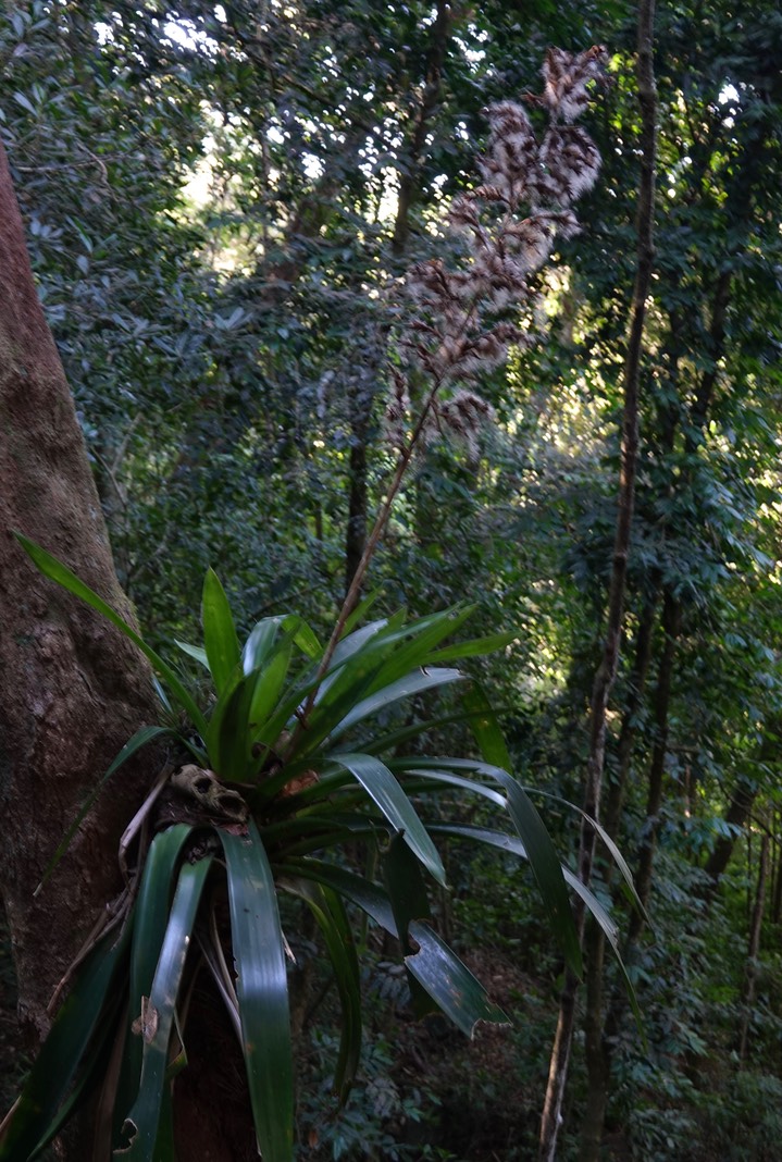 El Dorado Reserve, Santa Marta Mountains, Colombia2127