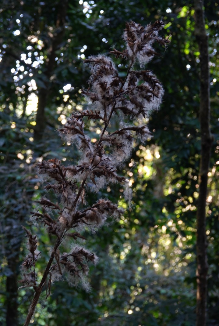 El Dorado Reserve, Santa Marta Mountains, Colombia2128