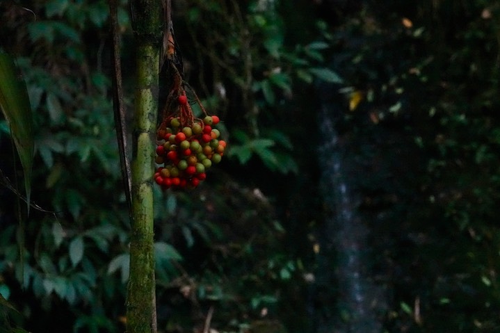 El Dorado Reserve, Santa Marta Mountains, Colombia