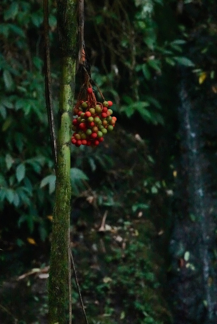 El Dorado Reserve, Santa Marta Mountains, Colombia37