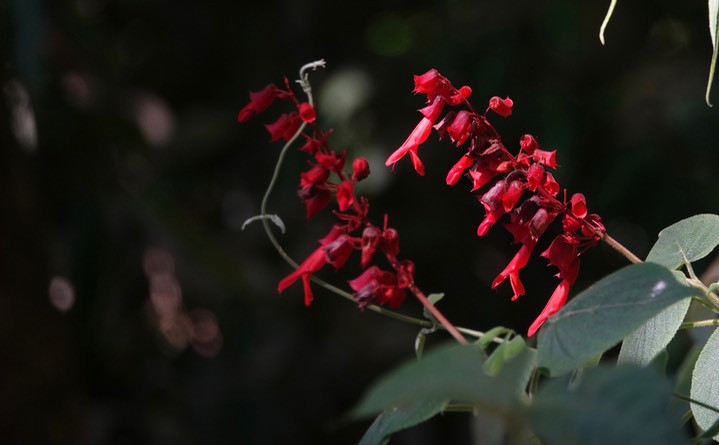 El Dorado Reserve, Santa Marta Mountains, Colombia41