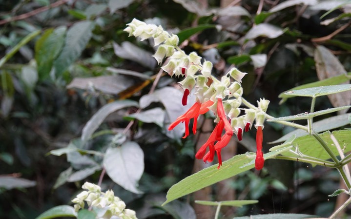 El Dorado Reserve, Santa Marta Mountains, Colombia1