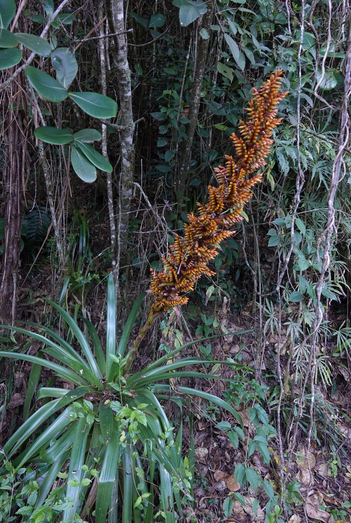 El Dorado Reserve, Santa Marta Mountains, Colombia8