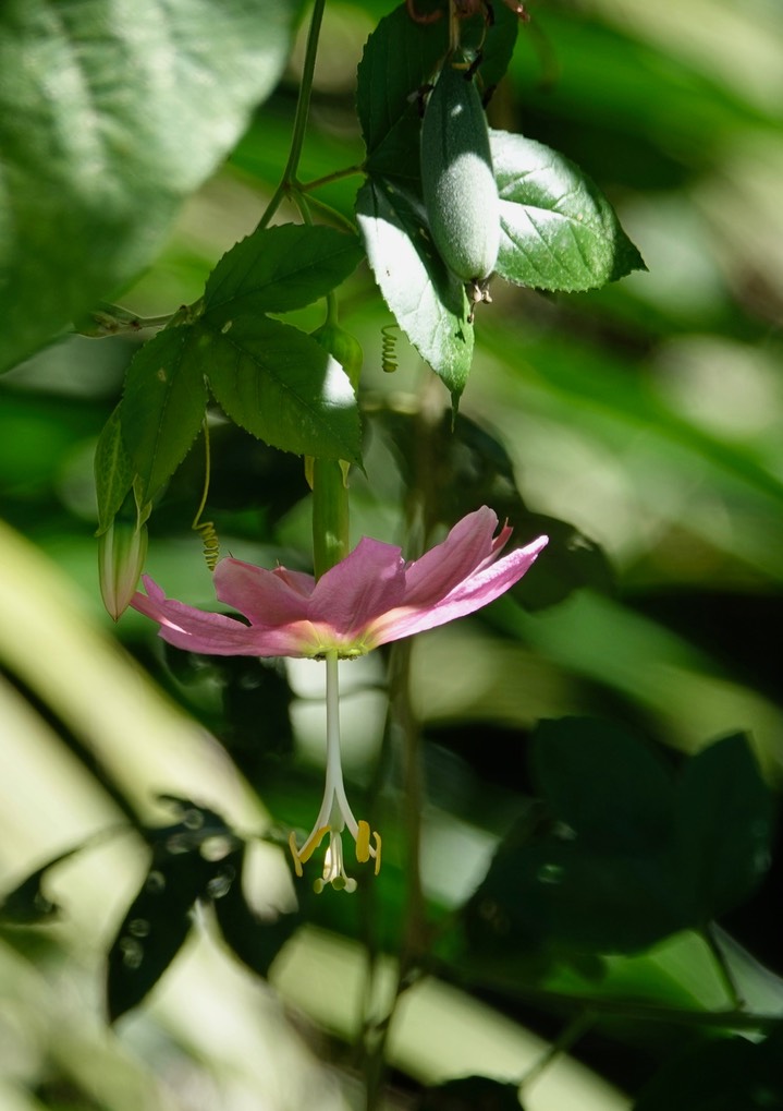 El Dorado Reserve, Santa Marta Mountains, Colombia19