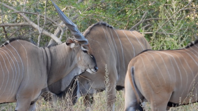 Eland, Western Giant (Lord Derby) -  Senegal 3