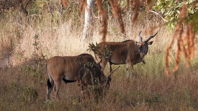 Eland, Western Giant (Lord Derby) -  Senegal 5