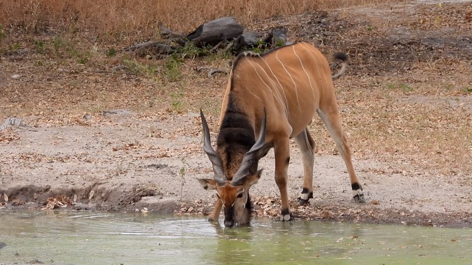 Eland, Western Giant (Lord Derby) -  Senegal 2