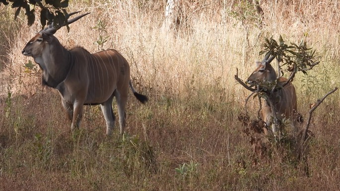 Eland, Western Giant (Lord Derby) -  Senegal 6