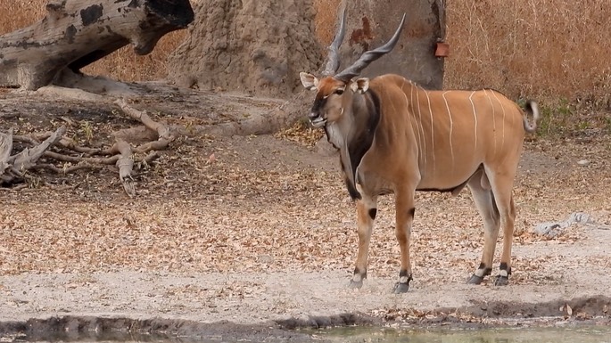 Eland, Western Giant (Lord Derby) -  Senegal 1