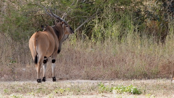 Eland, Western Giant (Lord Derby) -  Senegal 4