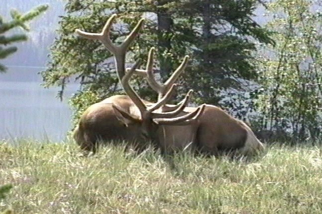 Elk 2