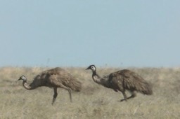 Emu 5