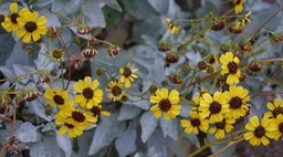 Encelia californica, California Encelia, Bahia de los Angeles, Baja California 3