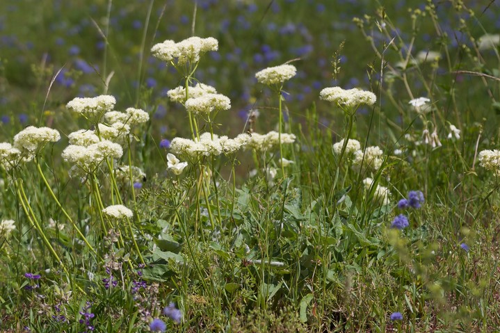 Eriogonum compositum, Arrowleaf Buckwheat3