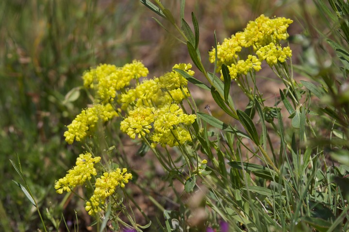 Eriogonum umbellatum var. umbellatum, Sulfur Buckwheat