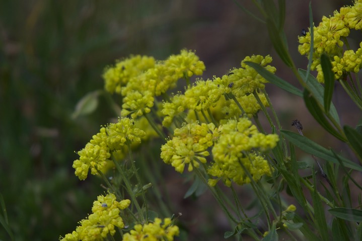 Eriogonum-umbellatum3