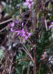 Erodium cicutarium, Red Stemmed Filaree   Eupeodes volucris, Bird Hover Fly 3