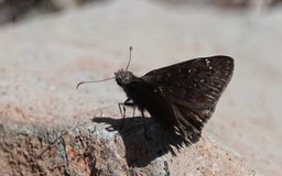 Erynnis funeralis, Funeral Duskywing b