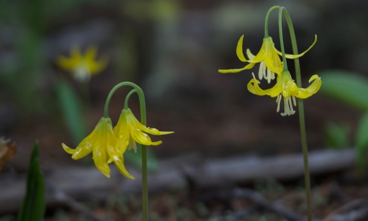 Erythronium grandiflorum2