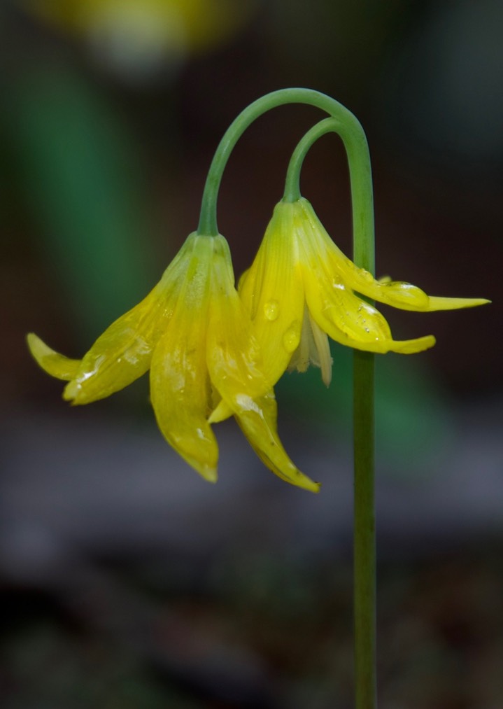 Erythronium grandiflorum3