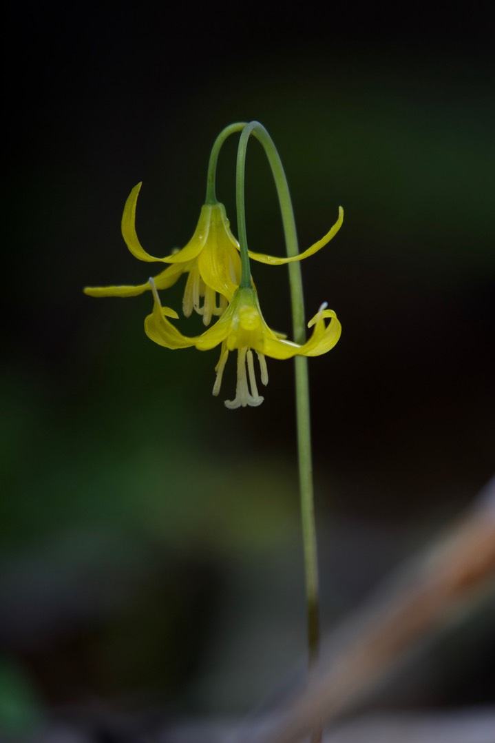 Erythronium grandiflorum4