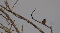 Euphonia, Yellow-throated 1