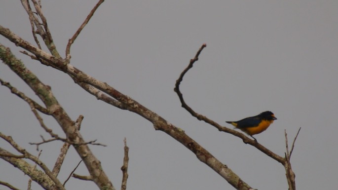 Euphonia, Yellow-throated