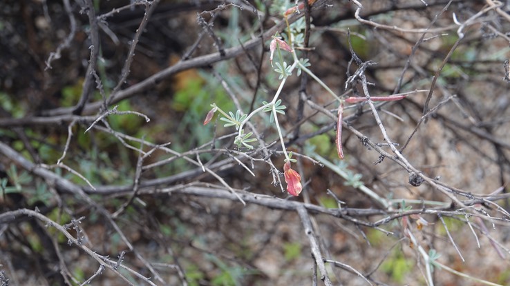 Fabaceae - Baja California