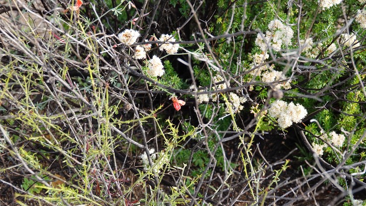 Fabaceae - Baja California