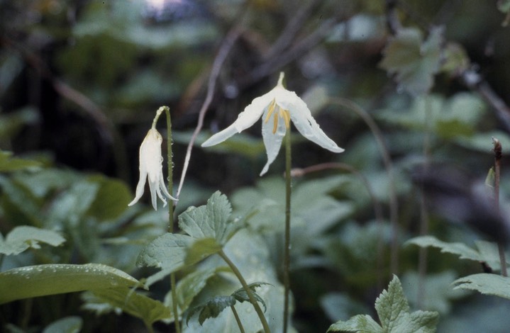 Fawn Lily513