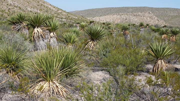 Big Bend National Park, Texas