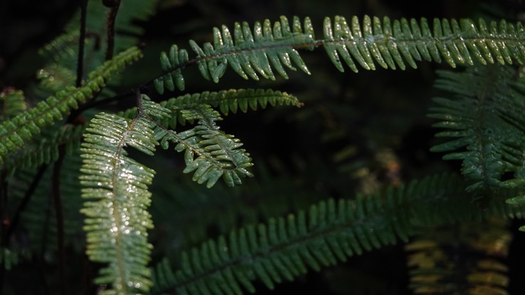 Fern 1