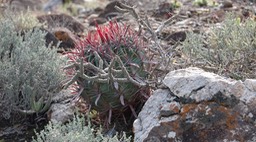 Ferocactus gracilis, Red-spine Barrel Cactus, Baja California1