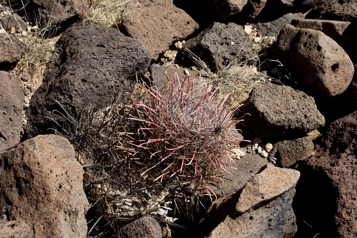 Ferrocactus wislizeni2