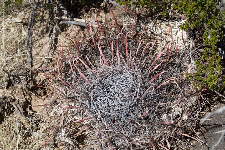 Ferrocactus wislizeni